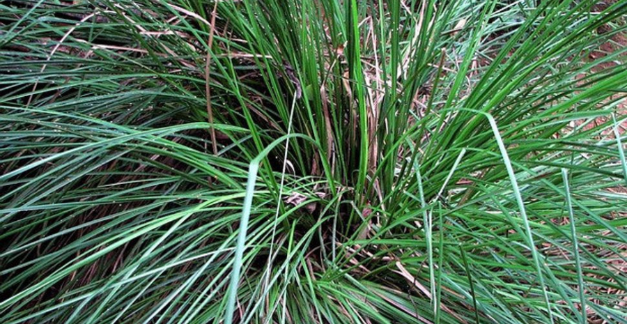 aturan minum akar teki