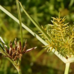 akar teki sebagai tanaman obat