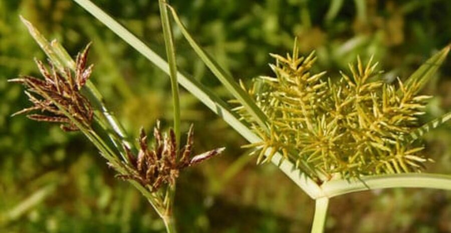 akar teki sebagai tanaman obat