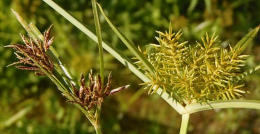akar teki sebagai tanaman obat