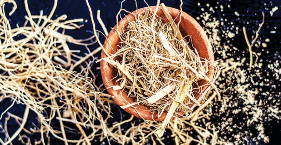 akar teki sebagai bahan herbal