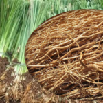 akar teki herbal alami