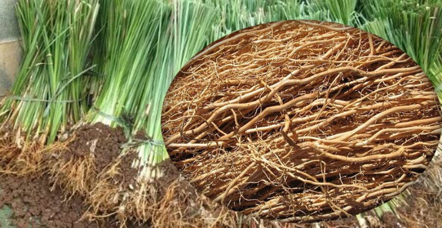 akar teki herbal alami