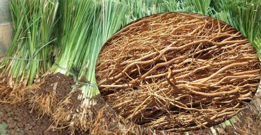 akar teki herbal alami