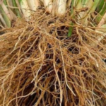 akar teki manfaat dan kegunaan