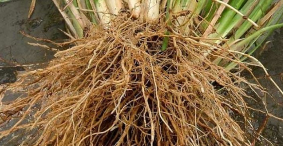 akar teki manfaat dan kegunaan