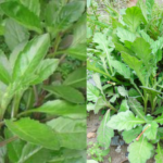 manfaat daun dewa untuk kesehatan