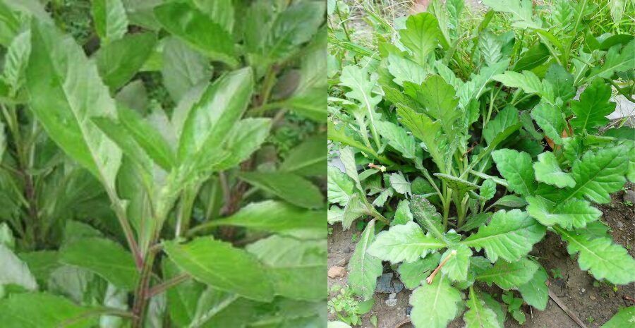 manfaat daun dewa untuk kesehatan