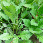 daun dewa dalam pengobatan tradisional