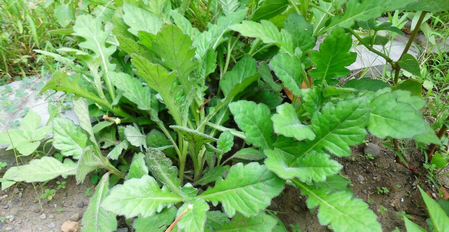 daun dewa dalam pengobatan tradisional