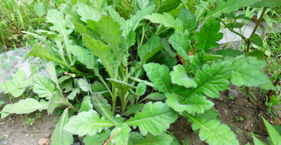 daun dewa dalam pengobatan tradisional