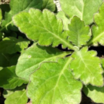 manfaat daun dewa anti inflamasi