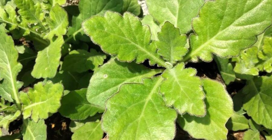 manfaat daun dewa anti inflamasi