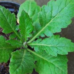 daun dewa untuk nyeri sendi