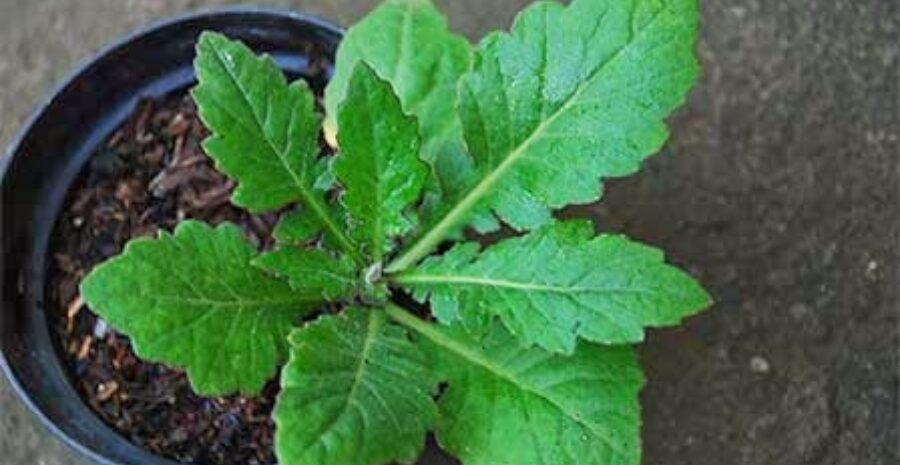 daun dewa untuk nyeri sendi