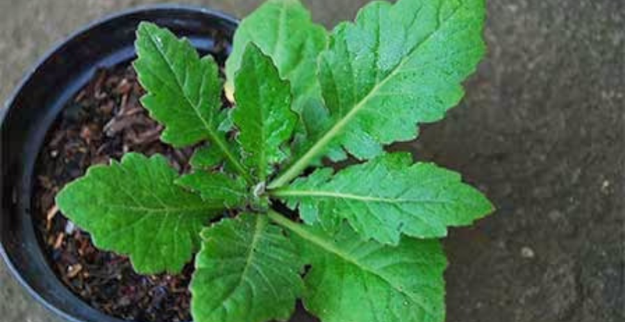 daun dewa untuk nyeri sendi