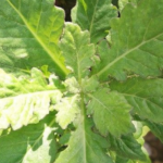 manfaat daun dewa untuk kulit