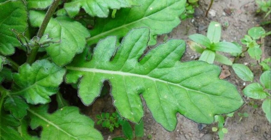 daun dewa untuk luka dan bengkak