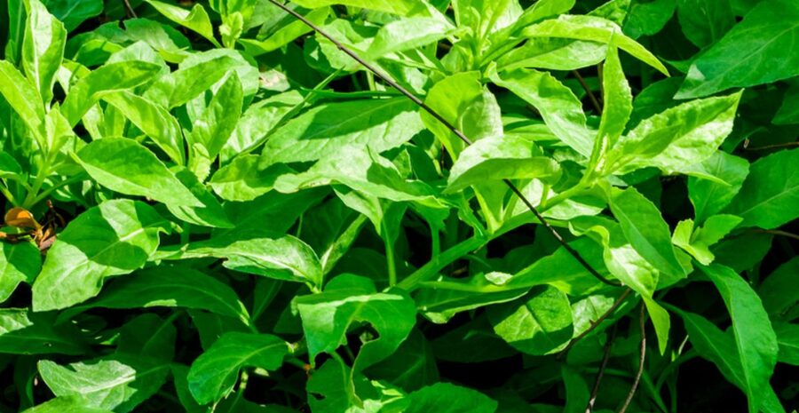 cara konsumsi daun dewa