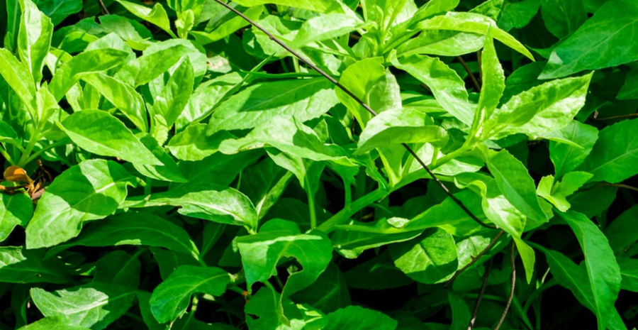 cara konsumsi daun dewa