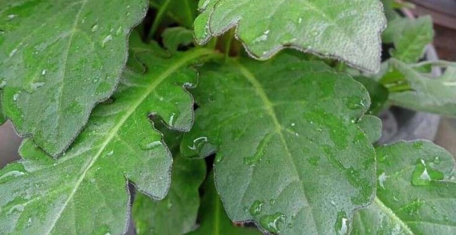 rebusan daun dewa manfaat