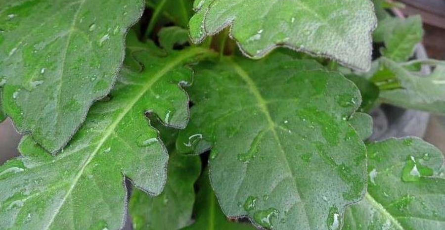 rebusan daun dewa manfaat