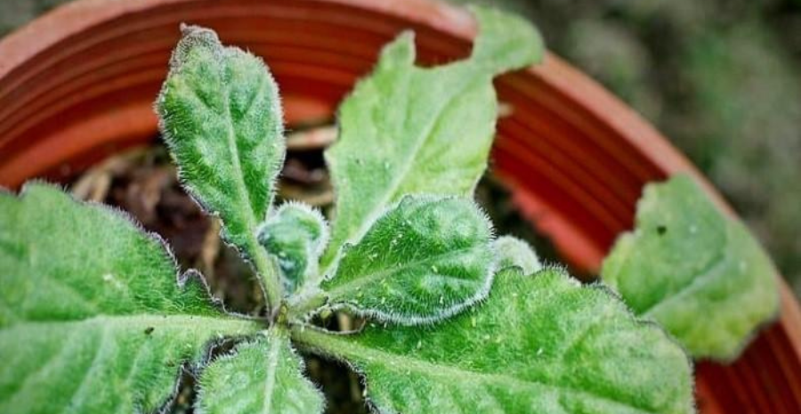 efek samping daun dewa