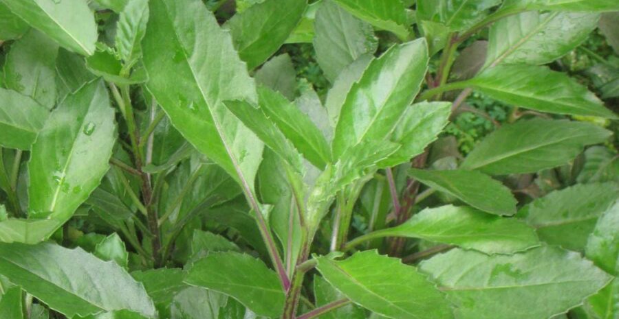 aturan minum daun dewa