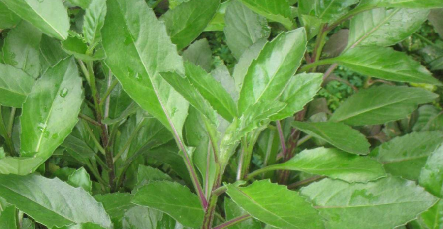 aturan minum daun dewa