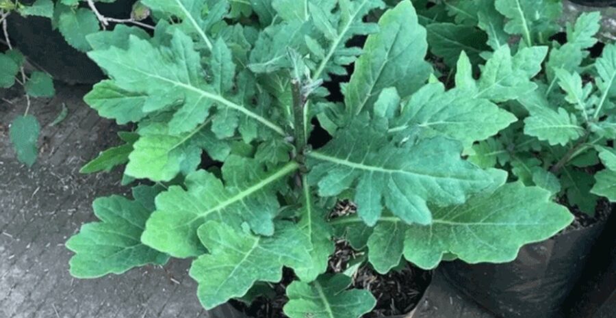 daun dewa sebagai tanaman obat