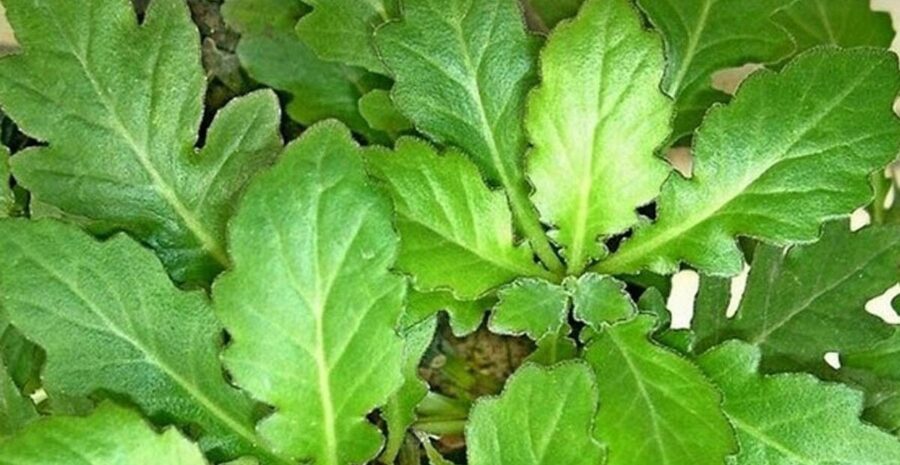 daun dewa sebagai bahan herbal