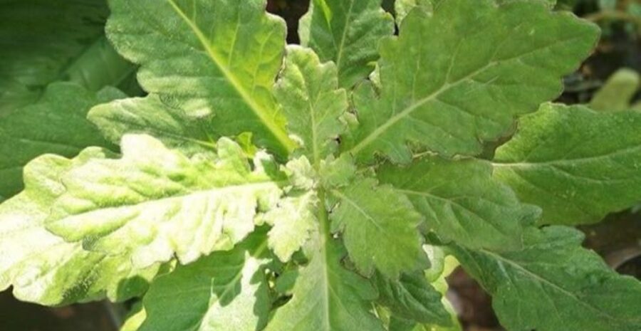 daun dewa herbal alami