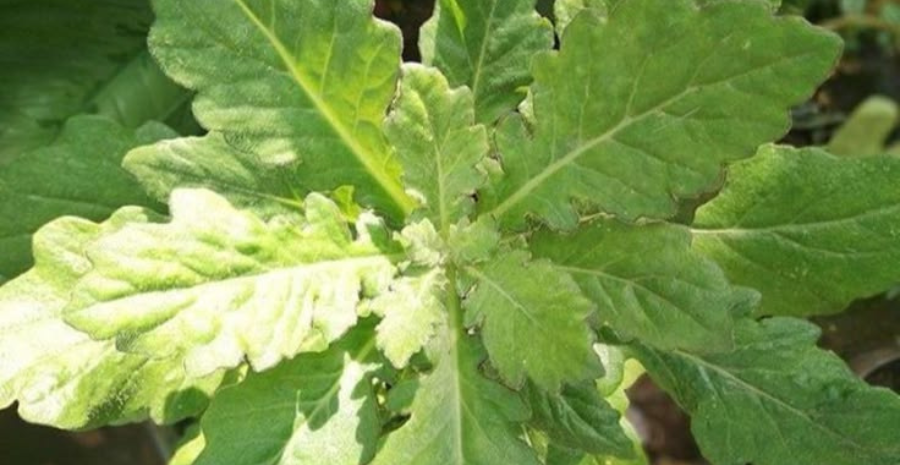 daun dewa herbal alami