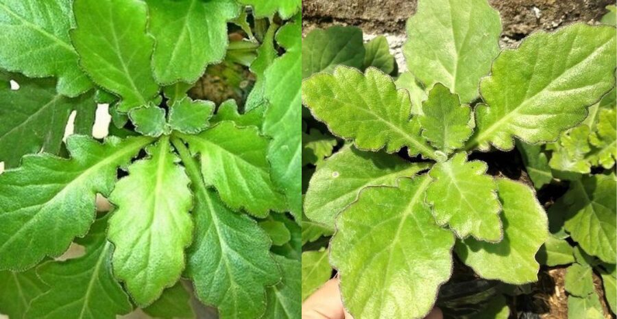 daun dewa manfaat dan kegunaa