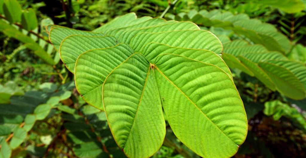 cara menggunakan ketepeng cina