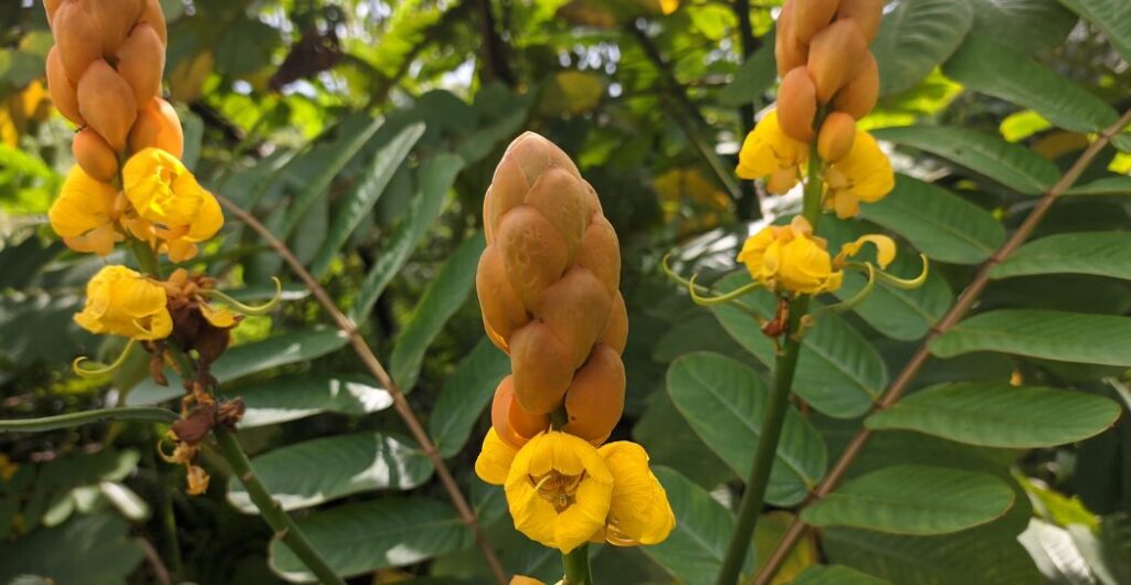 ketepeng cina untuk pemakaian luar