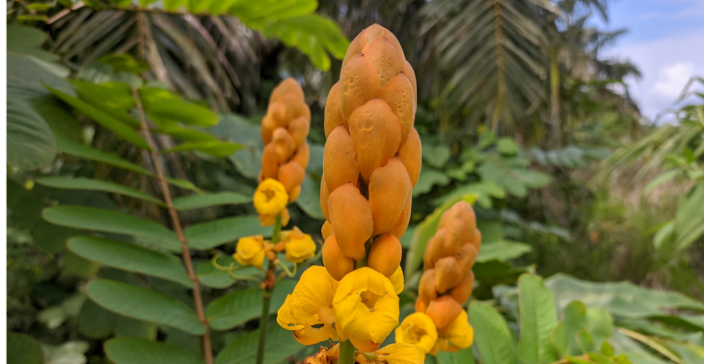 rebusan daun ketepeng cina