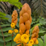 rebusan daun ketepeng cina