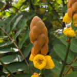 efek samping ketepeng cina