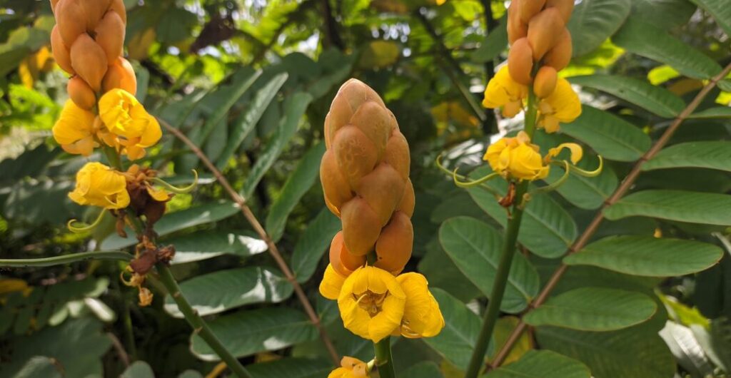 efek samping ketepeng cina