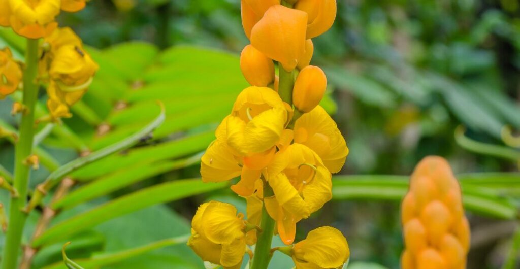 ketepeng cina untuk gatal kulit