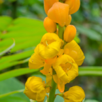 ketepeng cina untuk gatal kulit