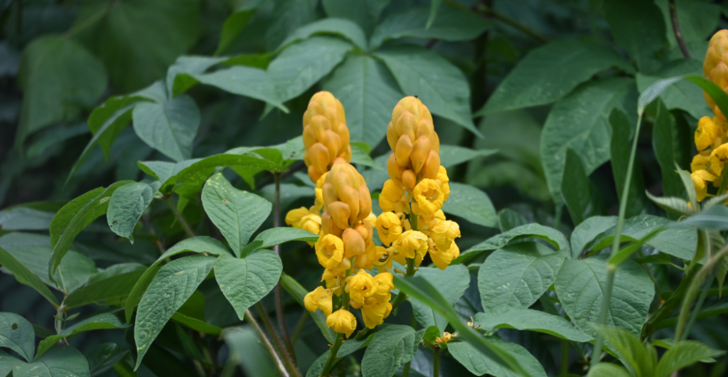 ketepeng cina untuk kurap dan kudis