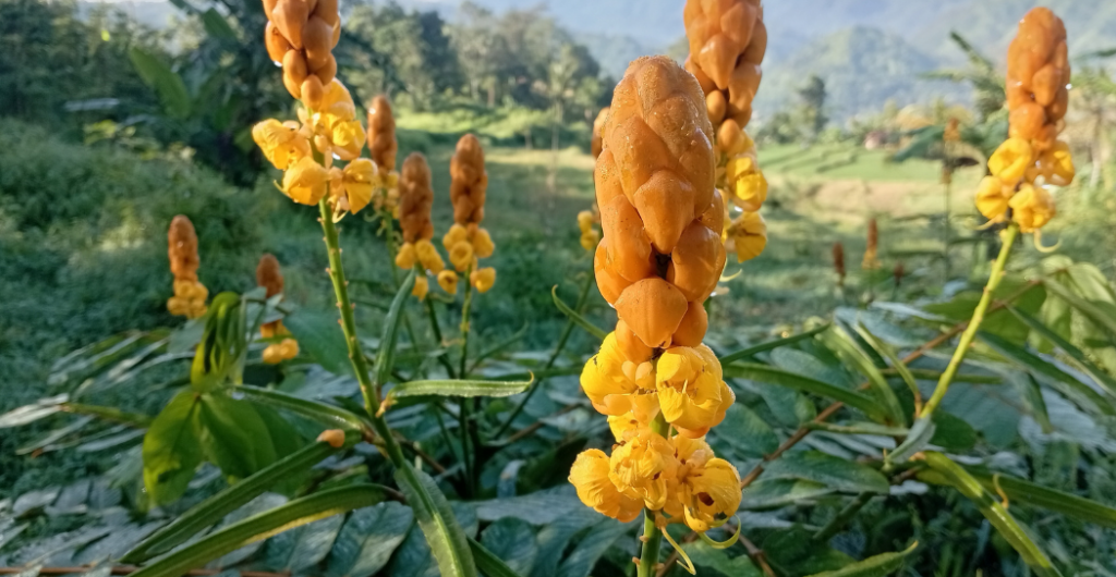 cara menggunakan ketepeng cina