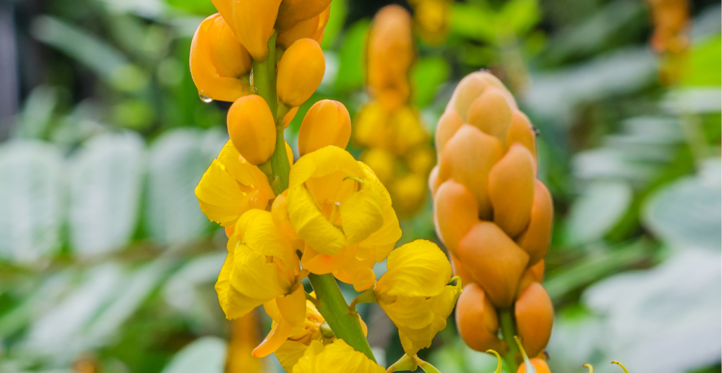 ketepeng cina untuk pemakaian luar