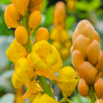 ketepeng cina untuk pemakaian luar