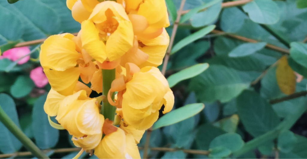 rebusan daun ketepeng cina