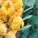 rebusan daun ketepeng cina