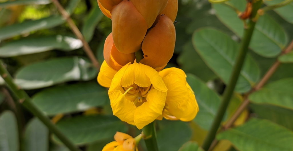 efek samping ketepeng cina