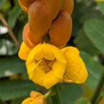 efek samping ketepeng cina